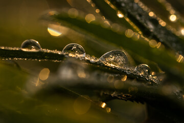 Trawa w kropach zamarzniętej wody, zimowy poranek.  © Elżbieta Kaps