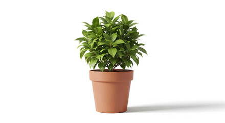 Fototapeta premium Green Delight: A vibrant houseplant, nestled in a terracotta pot, showcases its lush green foliage, radiating vitality and freshness.
