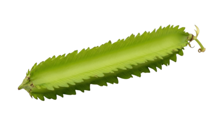 Green winged bean pod with serrated edges on black