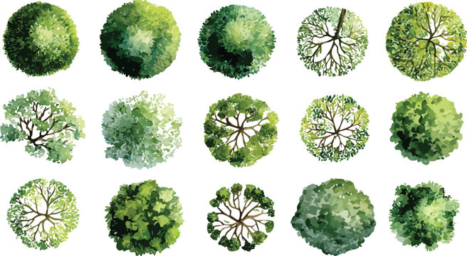 Collection of fifteen diverse green trees viewed from directly above in a top down perspective with watercolor style