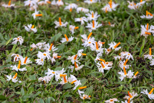 A beautiful display of many fallen Night-flowering Jasmine (Nyctanthes arbor-tristis) flowers, also known as Shiuli, Parijat, and Shefali, scattered on lush green grass with selective focus.