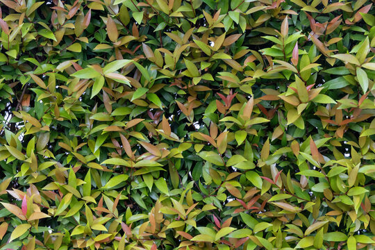 Natural foliage texture background of the dense, glossy leaves of a Lilly Pilly (Syzygium smithii), a popular hedge and screen plant. Also known as Syzygium paniculatum or australe.