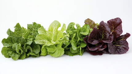 Fresh green and red lettuce varieties display vibrant colors and textures, perfect for salads and healthy meals
