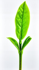 Young Green Sprout Isolated on White Background, Fresh Plant Symbolizing New Life, Growth, and Environmental Sustainability Concept