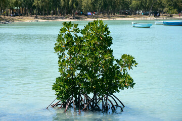 A tranquil Mauritius bay featuring lush mangrove trees along the shoreline and clear turquoise waters. This coastal ecosystem is vital for marine life, shoreline protection, and biodiversity
