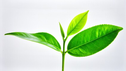 Young Green Sprout Isolated on White Background, Fresh Plant Symbolizing New Life, Growth, and Environmental Sustainability Concept