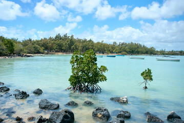 A tranquil Mauritius bay featuring lush mangrove trees along the shoreline and clear turquoise waters. This coastal ecosystem is vital for marine life, shoreline protection, and biodiversity
