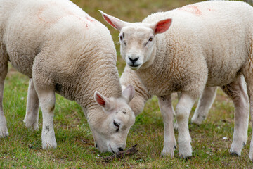 Sheep in the meadow on a dike on Texel.
An island in the north of the Netherlands.
