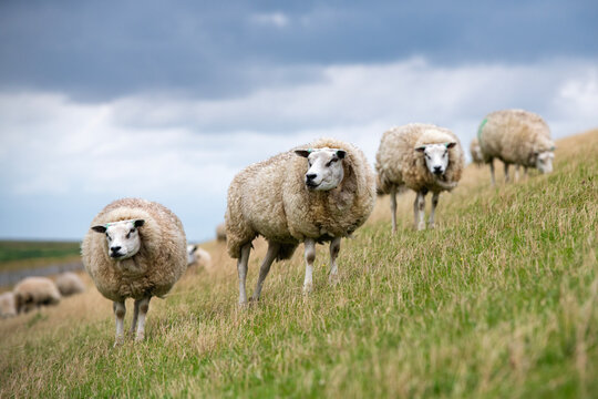 Sheep in the meadow on a dike on Texel.
An island in the north of the Netherlands.