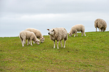 Sheep in the meadow on a dike on Texel.
An island in the north of the Netherlands.