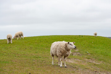 Sheep in the meadow on a dike on Texel.
An island in the north of the Netherlands.