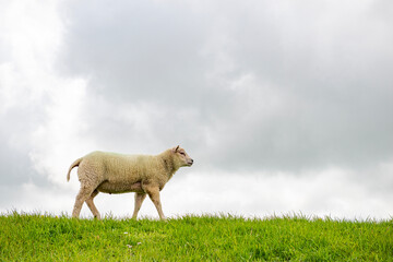 Sheep in the meadow on a dike on Texel.
An island in the north of the Netherlands.