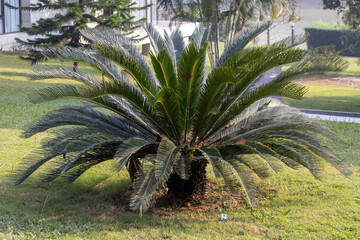 Full view of a beautiful Sago Palm (Cycas revoluta), an ancient cycad plant adding a tropical, dramatic, and feathery appearance to a garden or landscape design. Botanical background.