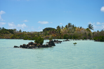 A tranquil Mauritius bay featuring lush mangrove trees along the shoreline and clear turquoise waters. This coastal ecosystem is vital for marine life, shoreline protection, and biodiversity