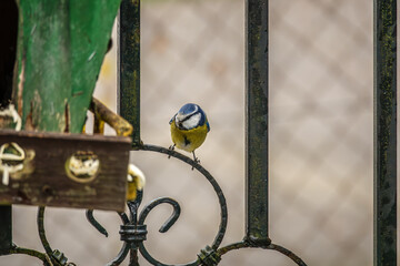 Blaumeise sitzt auf dem Gitter