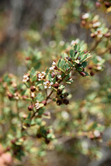 Pemphis acidula is a hardy coastal shrub or small tree commonly found along tropical shorelines. It thrives in rocky and sandy coastal habitats, tolerating salt spray and strong winds