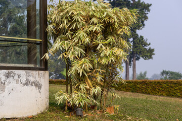 A beautiful variegated ornamental bamboo plant, often used in gardens and landscaping, featuring the distinct striped leaves of the Chinese/Japanese bamboo varieties, like Pseudosasa japonica.