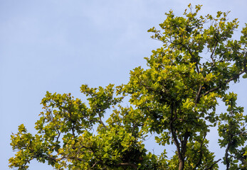 Looking up into a dense, green and yellowing tree canopy against a blue sky. Natural light, summer or autumn transition background, and peaceful nature view.