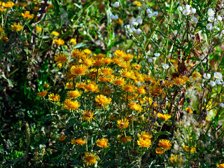 Przydrożne zioła, dzikie kwiaty i chwasty to malownicze zbiorowiska różnokolorowych dziko rosnących roślin są one matecznik dla licznych owadów. © JDziedzic
