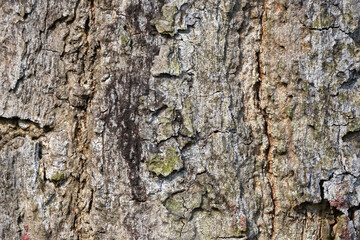 Extreme close-up of deeply furrowed tree bark texture. Rustic natural background with rough surface, deep cracks, and natural moss and lichen patches.