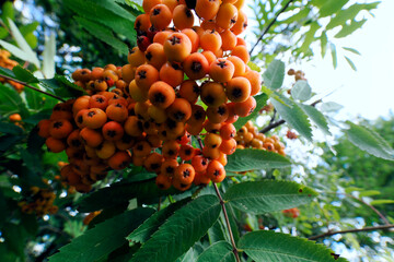 Koniec lata, dojrzewające owoce  jarzębiny zwyczajnej, (Sorbus aucuparia L.).  Na skraju lasu widać dojrzewające owoce jarzębiny, owoce jej zwiastują nadchodzący koniec lata, jednak stanowią spirzarni © JDziedzic