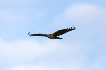 Long-legged Buzzard (Buteo rufinus) Flying Over Limassol Sky