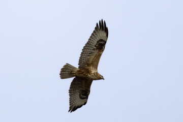 Fototapeta premium Long-legged Buzzard (Buteo rufinus) Flying Over Limassol Sky