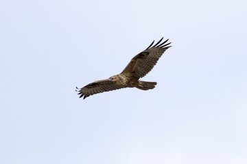 Obraz premium Long-legged Buzzard (Buteo rufinus) Flying Over Limassol Sky