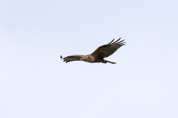 Obraz premium Long-legged Buzzard (Buteo rufinus) Flying Over Limassol Sky