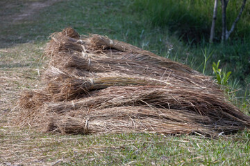 Bundles of golden straw, an agricultural byproduct of dry cereal plant stalks (rice, wheat, etc.), tied securely for easy handling, transport, and storage. Used for bedding, fodder, and thatching.