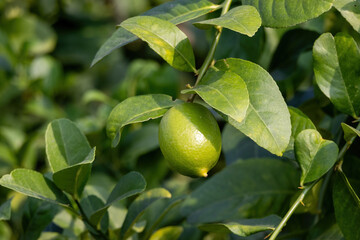 A unripe green lime (Citrus limon), still attached to a woody twig and surrounded by deep green leaves, hanging on a tree branch in a tropical fruit orchard. Natural growth.