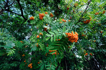 Koniec lata, dojrzewające owoce  jarzębiny zwyczajnej, (Sorbus aucuparia L.).  Na skraju lasu widać dojrzewające owoce jarzębiny, owoce jej zwiastują nadchodzący koniec lata, jednak stanowią spirzarni © JDziedzic