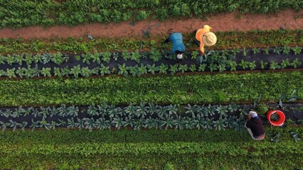 Farmers pick vegetables from rows of plants in a field on a bright summer morning