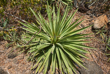 Furcraea foetida, commonly known as Mauritius hemp, is a striking tropical plant with long, sword-shaped leaves arranged in a dramatic rosette. Native to the Caribbean but naturalized in Mauritius