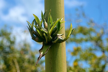Furcraea foetida, commonly known as Mauritius hemp, is a striking tropical plant with long, sword-shaped leaves arranged in a dramatic rosette. Native to the Caribbean but naturalized in Mauritius