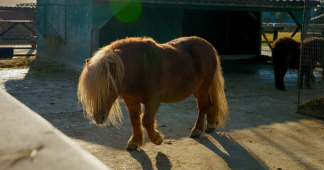 A pony wanders around a farm, basking in the warm light of the setting sun. Its fluffy mane sways gently as it strolls across the soft ground, surrounded by peaceful surroundings.