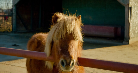 A cute pony stands close to a wooden fence on a sunny day at the farm. The pony has a fluffy mane and a curious expression while relaxing in its natural environment. © RecCameraStock