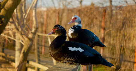 Ducks are lounging peacefully near a calm body of water on a farm during the warm afternoon. The natural setting enhances their serene presence among the trees and landscape.