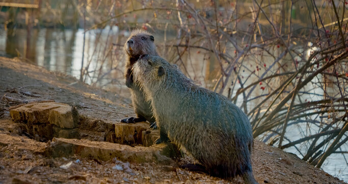 Two playful nutria enjoy their time near the water's edge, engaging in friendly antics and showcasing their energetic nature. This charming display highlights their social behavior and affection.