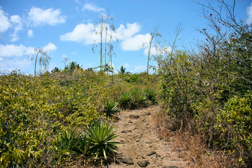 Furcraea foetida, commonly known as Mauritius hemp, is a striking tropical plant with long, sword-shaped leaves arranged in a dramatic rosette. Native to the Caribbean but naturalized in Mauritius