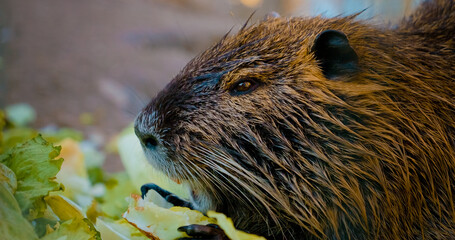 In a serene farm environment, a nutria munches on fresh cabbage. Its large teeth effortlessly tear...
