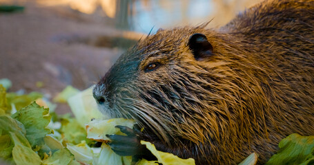 A nutria happily eats fresh cabbage at a peaceful farm. This vegetarian rodent showcases its strong teeth while munching on a delightful meal, surrounded by nature.