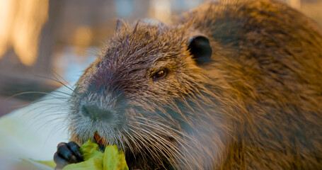 In a serene farm atmosphere, a nutria enjoys delicious cabbage. This vegetarian rodent showcases its strong teeth while snacking on healthy food, surrounded by nature.