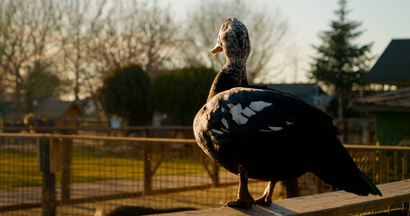 Ducks roam around a serene farm as the sun sets, showcasing their natural behaviors and interactions. The peaceful environment enhances the beauty of these charming creatures.