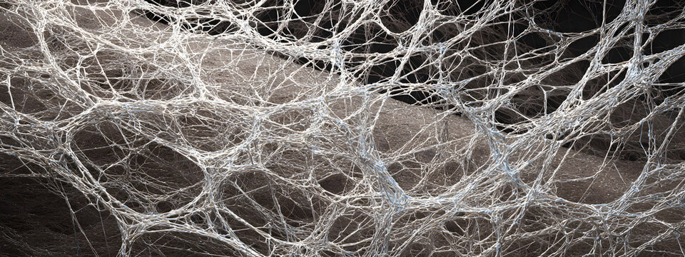 Catalyst Fiber Bloom Web