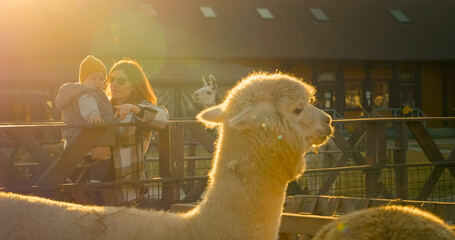 A mother holds her child while they enjoy a sunny day at a llama and alpaca farm. They interact with the friendly animals, creating lasting memories together. © RecCameraStock