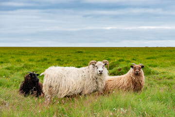 Icelandic sheep in the meadow in the South East of Iceland.