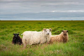 Icelandic sheep in the meadow in the South East of Iceland.
