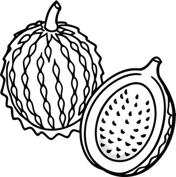 Detailed line drawing of a whole and halved Marang fruit (Artocarpus odoratissimus) fruit