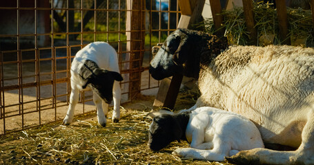 A mother sheep and her two lively lambs enjoy a sunny afternoon on a farm. The playful lambs explore their surroundings while the mother keeps a watchful eye nearby. © RecCameraStock